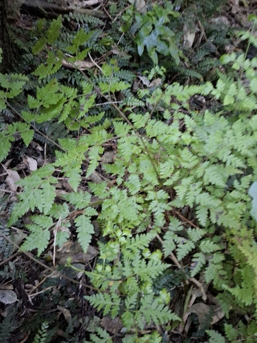 Pteris macilenta, photograph 6