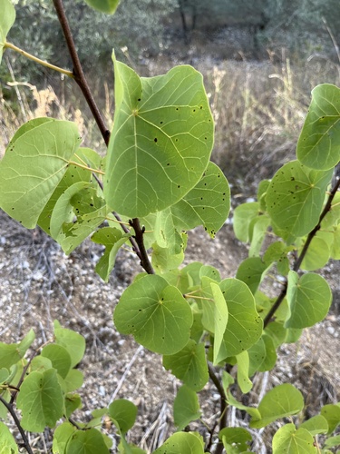 Judas-tree