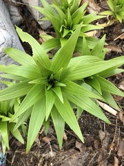 Lilieae