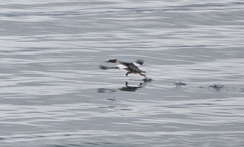Common Merganser