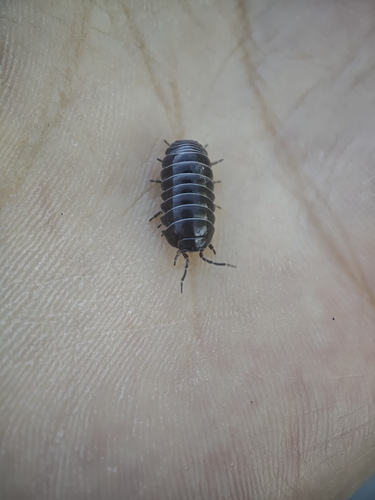 Common Pill Woodlouse