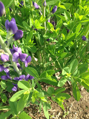 Baptisia australis australis