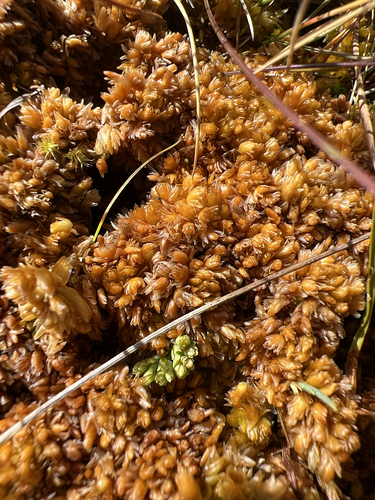 Sphagnum compactum observed 2026-09-08