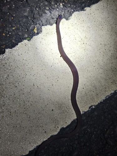 Kuocang Moutain odd-scaled snake