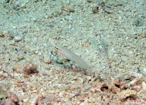 Amblygobius decussatus observed 2026-07-20