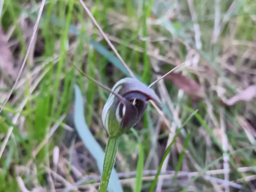 maroonhood