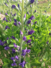 Baptisia australis australis