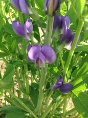 Baptisia australis australis