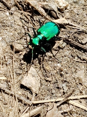Cicindela sexguttata