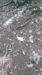 Allium decipiens quercetorum