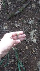 Allium decipiens quercetorum