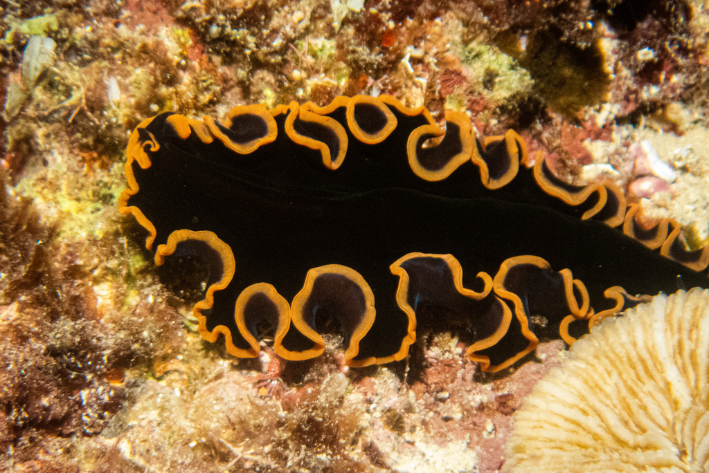 Pseudobiceros periculosus