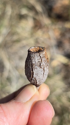 Corymbia aparrerinja, photograph 3