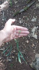 Allium decipiens quercetorum