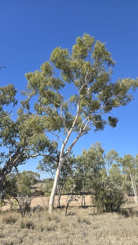 Corymbia aparrerinja