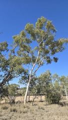 Corymbia aparrerinja