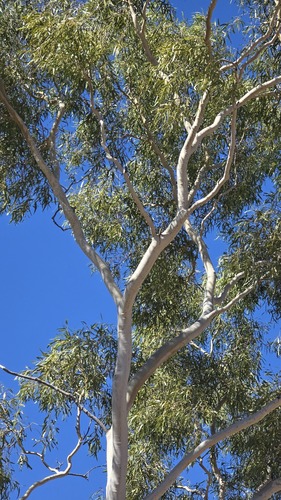 Corymbia aparrerinja, photograph 2