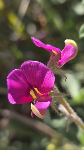 Swainsona flavicarinata, 2026-09-04
