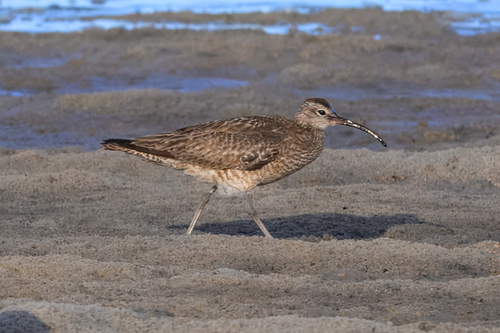 iNaturalist image