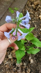 Mertensia virginica