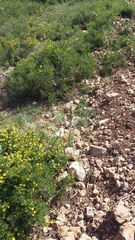 Asphodeline taurica