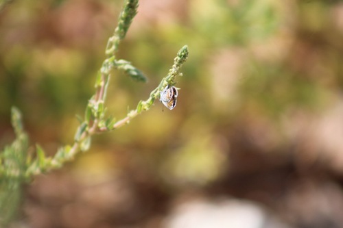 Western Pygmy-Blue