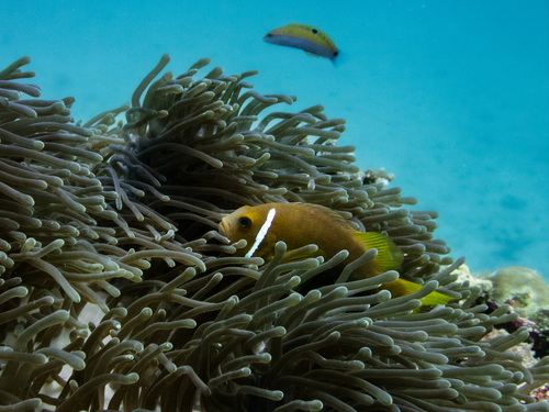 Amphiprion nigripes observed 2026-09-05