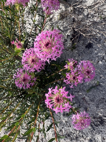 Pimelea rosea