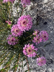 Pimelea rosea