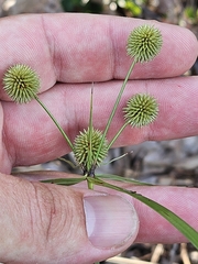 (c) Christopher Evans, some rights reserved (CC BY) Cyperus echinatus, photograph (c) Christopher Evans, some rights reserved (CC BY)