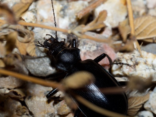 Calosoma peregrinator