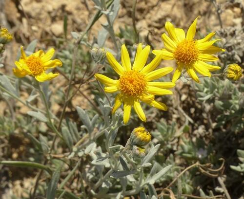 Hairyseed Bahia