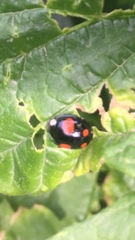Harmonia axyridis