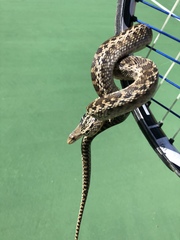 Pituophis catenifer annectens