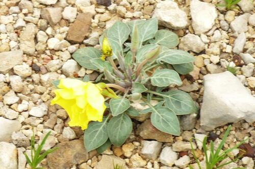 Shortfruit Evening Primrose