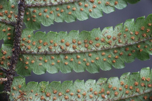 Dryopteris cycadina observed 2026-09-07