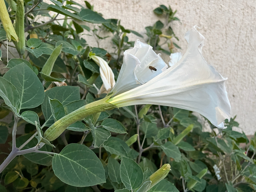 Sacred Datura