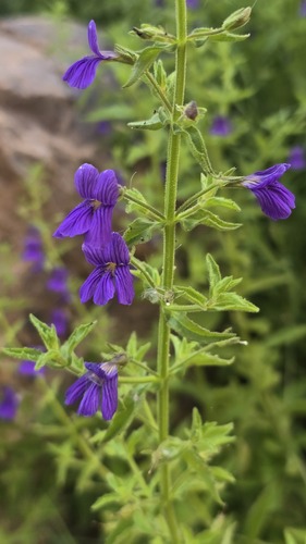 Stemodia florulenta