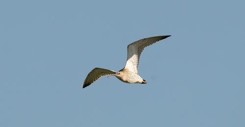 iNaturalist image