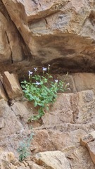Lithotoma petraea, photograph (c) Petra Holland, some rights reserved (CC BY)