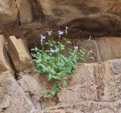 Lithotoma petraea