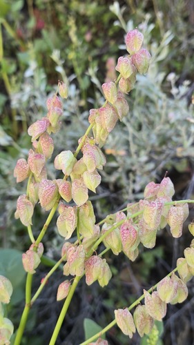 Rumex vesicarius, photograph 2
