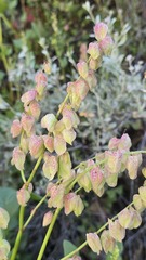 Rumex vesicarius, photograph (c) Petra Holland, some rights reserved (CC BY)