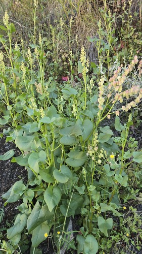 Rumex vesicarius, photograph 3