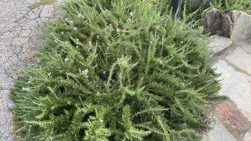 Rosemary
