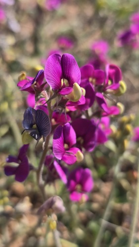 Swainsona flavicarinata, 2026-09-05