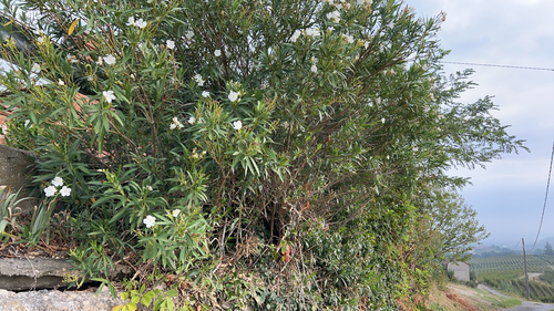 oleander