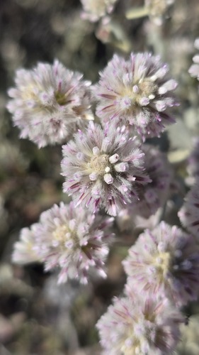 Ptilotus obovatus, photograph 5