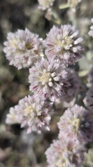 (c) Petra Holland, some rights reserved (CC BY) Ptilotus obovatus, photograph (c) Petra Holland, some rights reserved (CC BY)