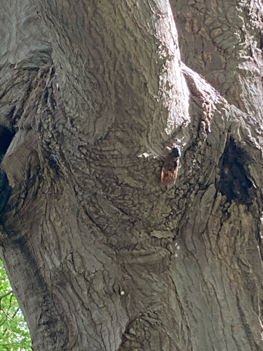 Large Brown Cicada
